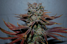 Glueberry Hashplant 4 - Copy.PNG
