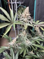 IMG_1595.jpeg