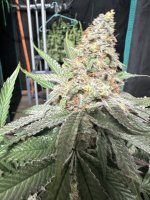 IMG_1596.jpeg