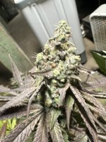 IMG_1615.jpeg