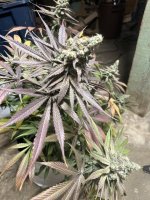 IMG_1612.jpeg