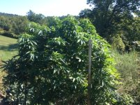 thumbnail_IMG_4376.jpg