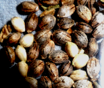 SeedsBlueDream209-27-14_zps29c2182f.png