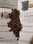 DBHP seeds.jpg