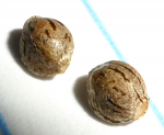 SeedsHSMulanjeXmysteryMacro11-12-13_zps1b2e9671.png