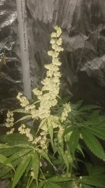 20240925_223610.jpg 20240925_223610.jpg