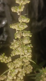 20240925_223552.jpg 20240925_223552.jpg