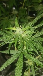 20240925_195941.jpg 20240925_195941.jpg