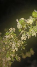 20240925_195432.jpg 20240925_195432.jpg