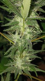 20240924_001005.jpg 20240924_001005.jpg