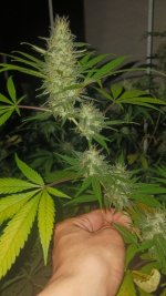 20240924_001545.jpg 20240924_001545.jpg