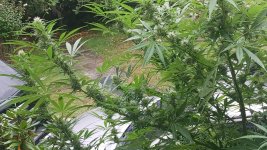 20240926_122111.jpg 20240926_122111.jpg