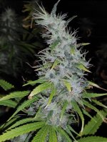 IMG_20231011_190225 (1).jpg IMG_20231011_190225 (1).jpg