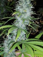 IMG_20231011_190231.jpg IMG_20231011_190231.jpg