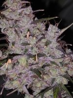 IMG_20231026_100544.jpg IMG_20231026_100544.jpg