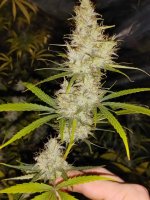 IMG_20231011_190528.jpg IMG_20231011_190528.jpg