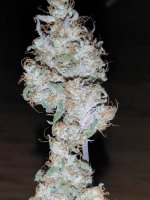 IMG_20231029_143844.jpg IMG_20231029_143844.jpg