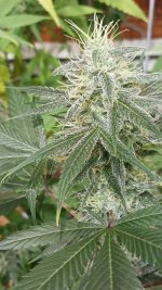 20240929_144631.jpg 20240929_144631.jpg