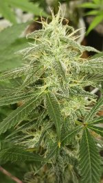 20240929_144622.jpg 20240929_144622.jpg