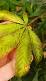 20240929_144538.jpg 20240929_144538.jpg