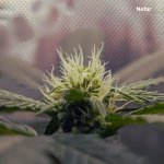 first-grow2.jpg