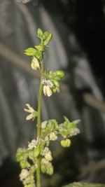 20241004_201534.jpg 20241004_201534.jpg