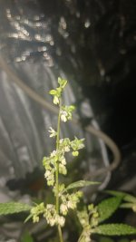 20241004_201529.jpg 20241004_201529.jpg