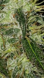 20241004_202347.jpg 20241004_202347.jpg