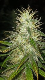 20241004_202247.jpg 20241004_202247.jpg