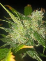 20241012_230945.jpg 20241012_230945.jpg