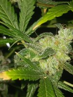 20241012_230911.jpg 20241012_230911.jpg