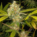 20241012_224414.jpg 20241012_224414.jpg