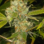 20241012_224409.jpg 20241012_224409.jpg