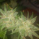 20241012_230516.jpg 20241012_230516.jpg