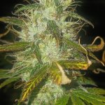 20241012_224805.jpg 20241012_224805.jpg