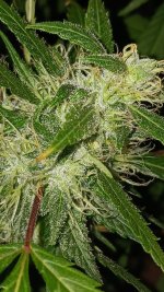 20241015_200555.jpg 20241015_200555.jpg