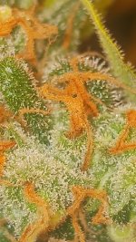 20241018_163709.jpg 20241018_163709.jpg