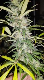 IMG_20241024_221814.jpg IMG_20241024_221814.jpg