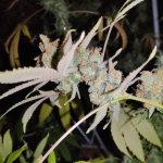 IMG_20241024_224315.jpg IMG_20241024_224315.jpg