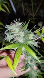 IMG_20241024_223430.jpg IMG_20241024_223430.jpg