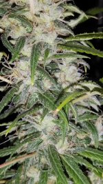 IMG_20241024_221805.jpg IMG_20241024_221805.jpg