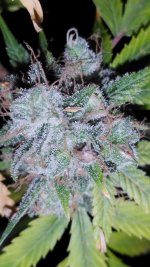 IMG_20241024_224042.jpg IMG_20241024_224042.jpg