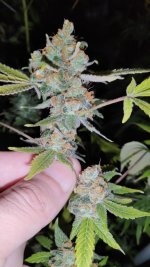 IMG_20241024_224153.jpg IMG_20241024_224153.jpg