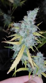 IMG_20241024_223024.jpg IMG_20241024_223024.jpg