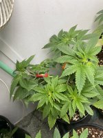 IMG_3437.jpeg