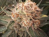 20241029_213154.jpg 20241029_213154.jpg