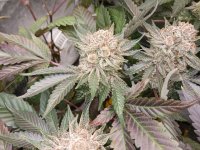 20241026_230616.jpg 20241026_230616.jpg