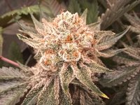 20241026_230622.jpg 20241026_230622.jpg