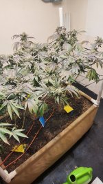 20241105_042901.jpg 20241105_042901.jpg