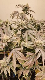 20241105_042928.jpg 20241105_042928.jpg